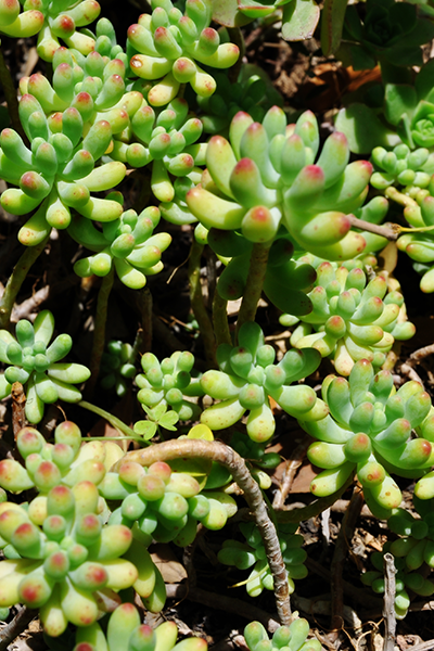 Jade Plant 4”