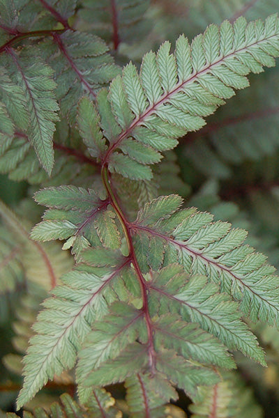 Japanese Painted Fern 1G