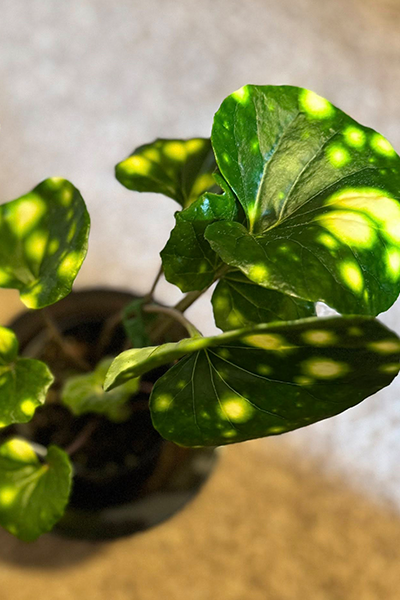 Japonicum Firefly 4”