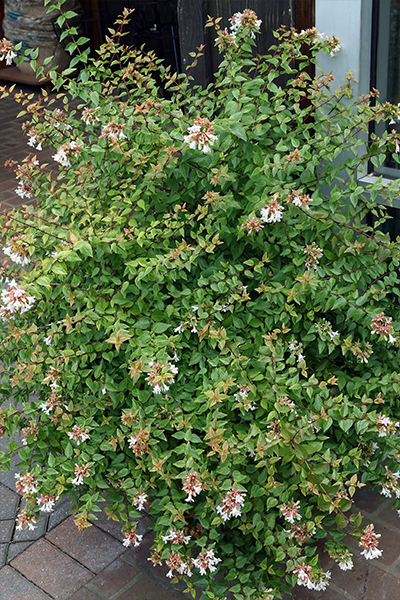 Kaleidoscope Abelia 5G