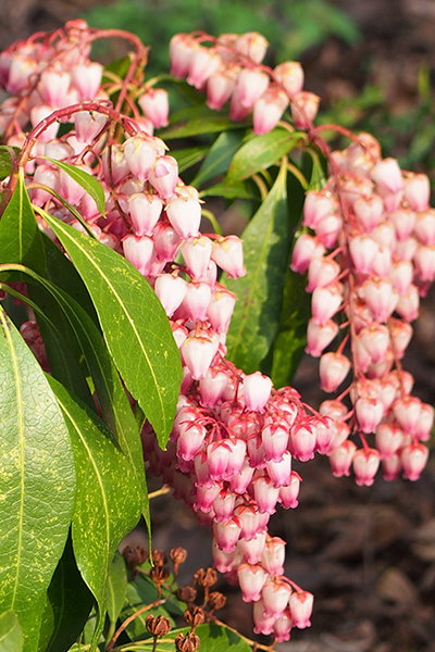 Katsura Pieris 6G