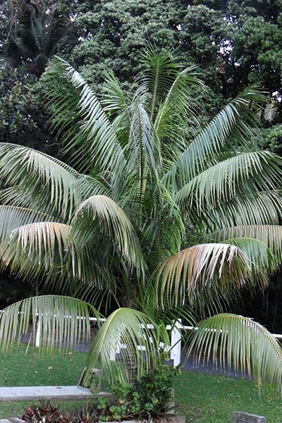 Kentia Palm 12”