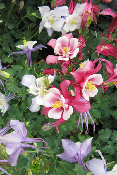 Kirigami™ Mix Columbine 1G