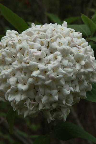 Korean Spice Viburnum 2G