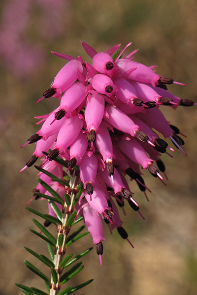 Kramer’s Rote Heather 4”
