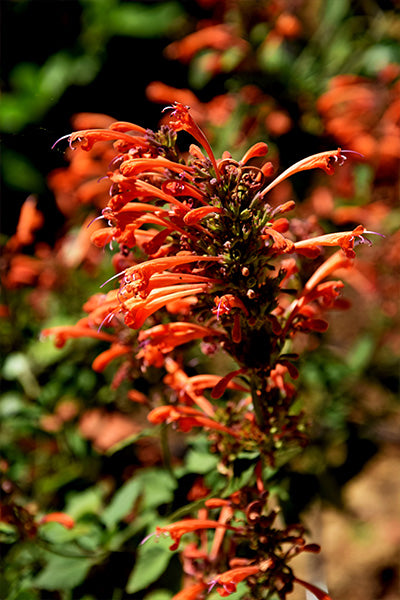 Kudos® Red Agastache 1G