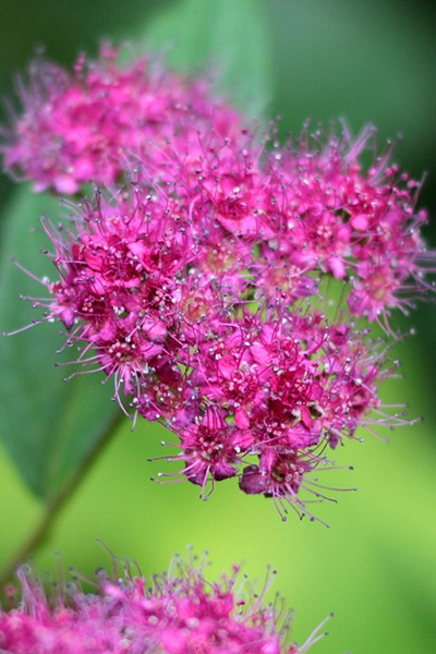 Lil’ Sizzle® Spirea 2G