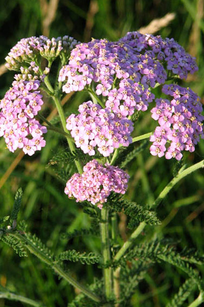 Lilac Beauty Yarrow 1G