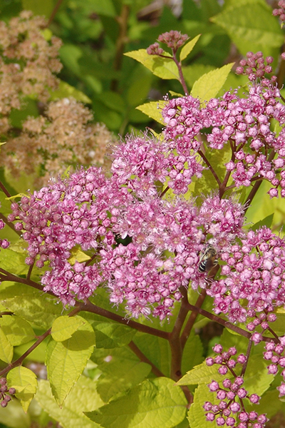 Lime Mound Spirea 2G