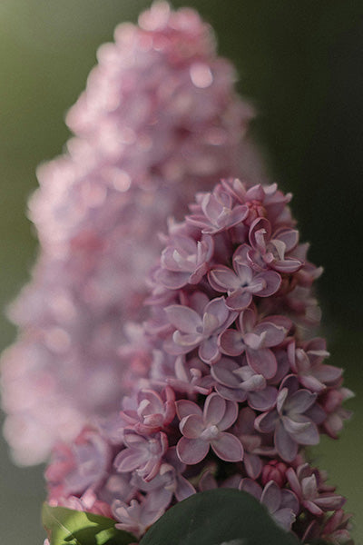 Little Lady Lilac 2G