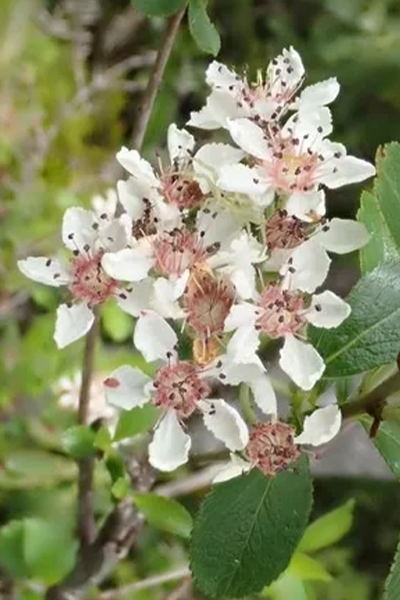 Low Mound Chokeberry 2G