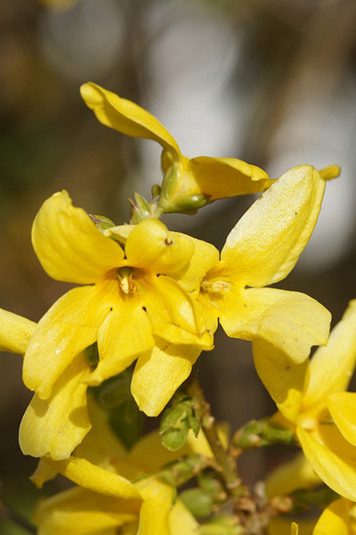 Magical Forsythia 1G