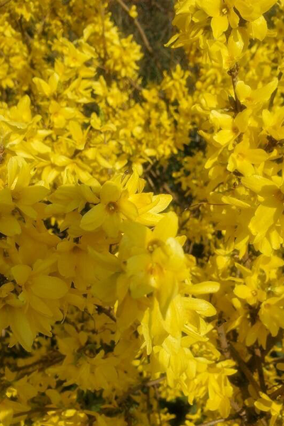 Magical Forsythia 2G