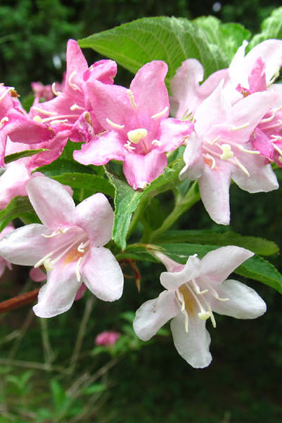 Magical® Fantasy Weigela