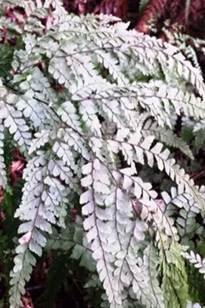Maidenhair Fern 6” Assorted
