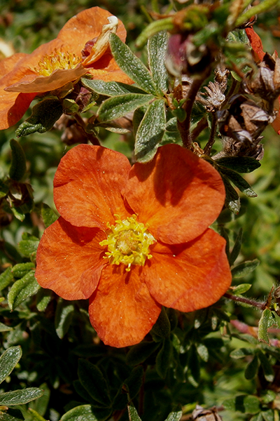 Mandarin Tango Potentilla 2G