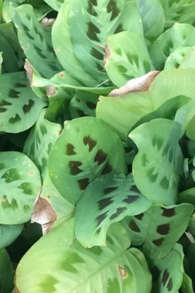 Maranta Lemon Lime 4” HB