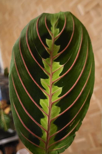 Maranta Red 4”