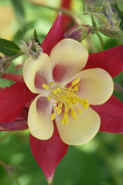 McKana Giant Columbine 1G