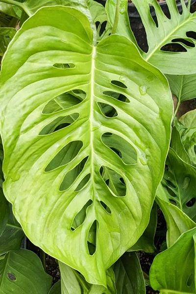 Monstera Lechleriana Variegated 8”