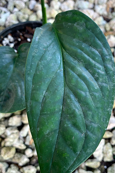 Monstera Peru 4”