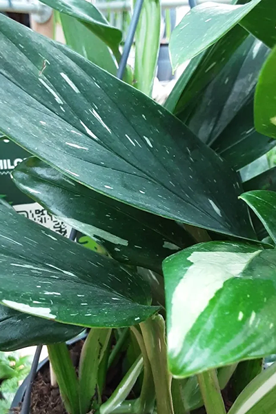 Monstera Standleyana 6”