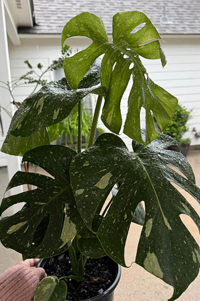 Monstera Thai Constellation 6”