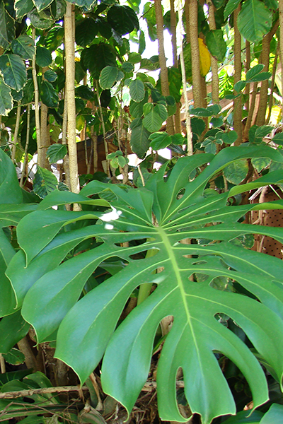 Monstera Siam 8”