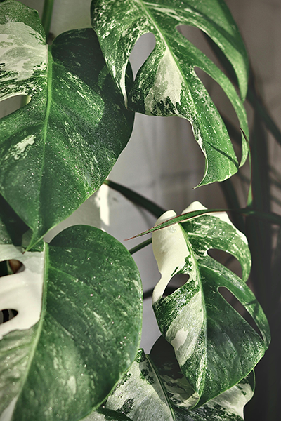 Monstera Albo Variegata 4”
