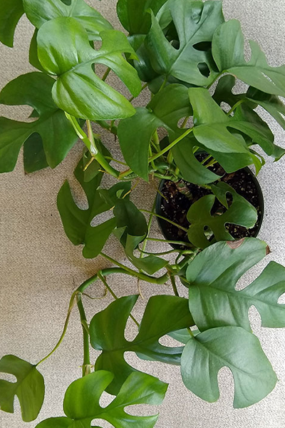 Monstera (Split-Leaf Philodendron) 6”