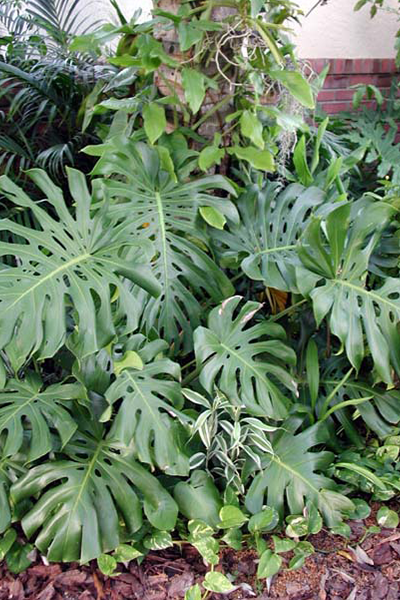Monstera (Split-Leaf Philodendron) 8”