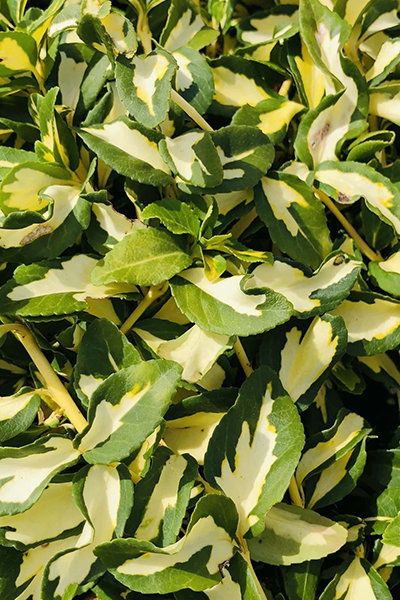 Moonshadow Euonymus 2G
