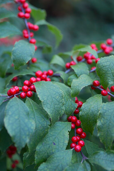 Mr. Poppins Winterberry Holly 2G