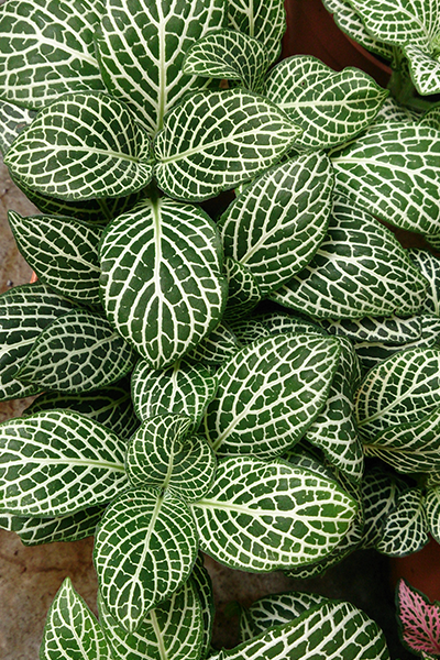 Nerve Plant 4”