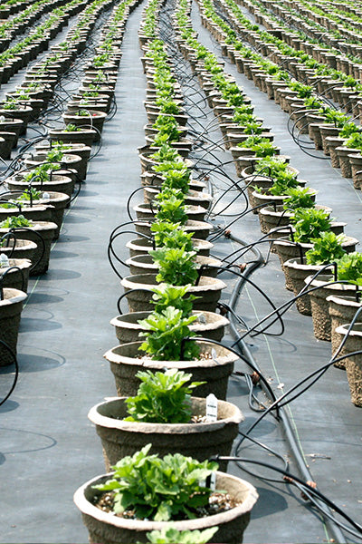 Nursery Stock