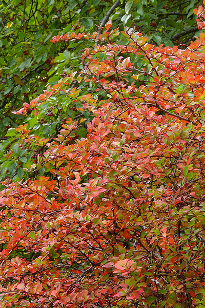 Orange Rocket Barberry 5G