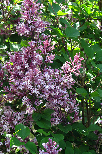 Palibin (Dwarf Korean) Lilac 5G