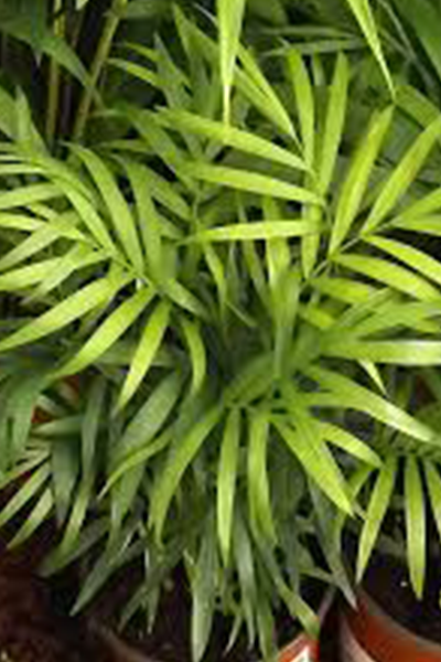 Palm Neanthe Bella 6”
