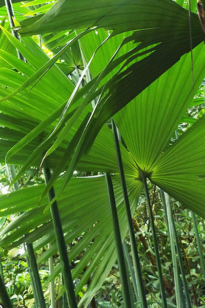 Palm Panama Hat 4”