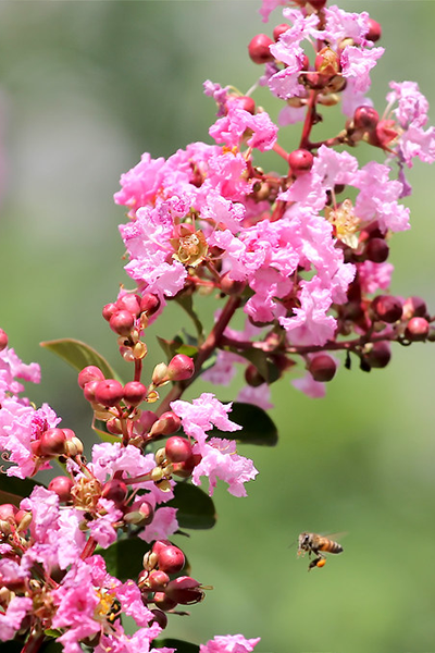 Pecos Crape Myrtle 5G