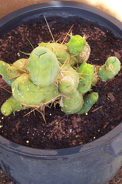 Penis Cactus 6”