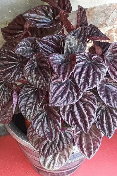 Peperomia Luna Red 4”