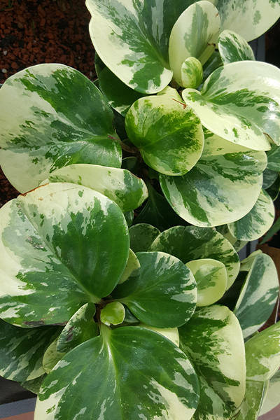 Peperomia 4" Marble