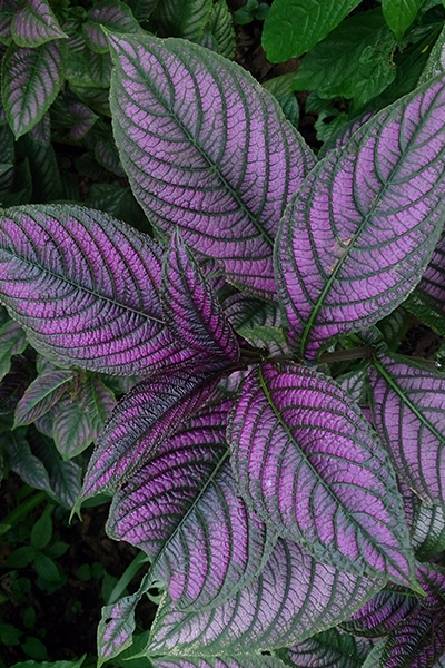 Persian Shield 4”