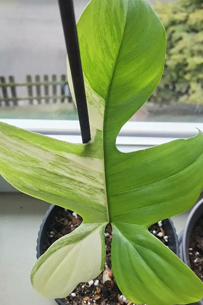 Philo Florida Ghost 2”
