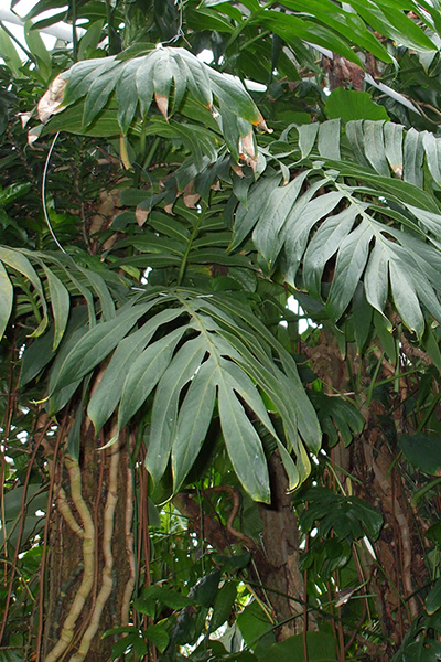 Philo Minima 6”