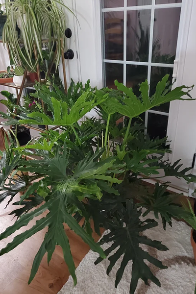 Philodendron Lickety Split 10”