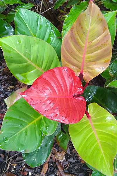 Philodendron McColley’s Finale 10”