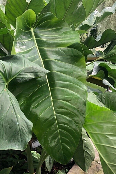 Philodendron Mexicanum 14”