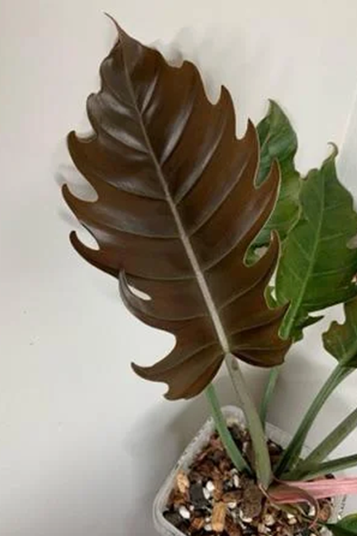 Philodendron Pluto 4”